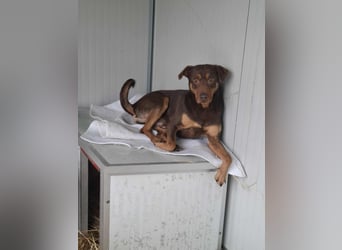 Hübscher Macchiato sucht ein Zuhause für immer