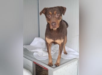 Hübscher Macchiato sucht ein Zuhause für immer