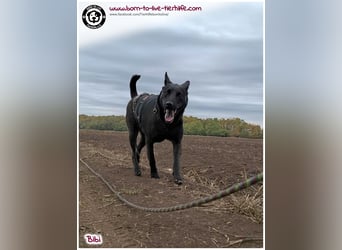 Hübsche Bibi sucht ein Zuhause für immer