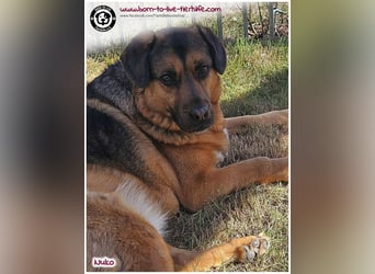 Hübscher Nuko sucht ein Zuhause für immer