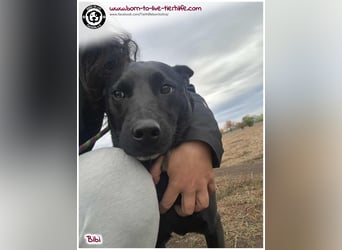 Hübsche Bibi sucht ein Zuhause für immer