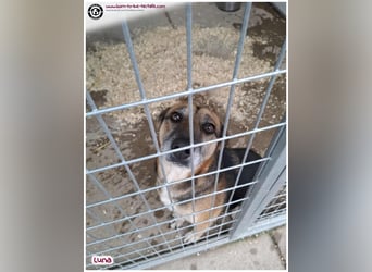 Bildhübsche Luna sucht ein Zuhause für immer