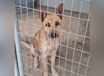 Traumhund Bruno auf der Suche nach einem Zuhause