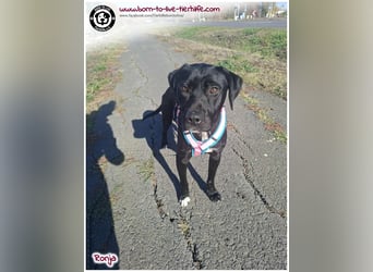 Bildhübsche Ronja sucht ein Zuhause für immer