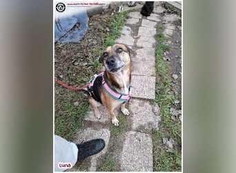 Bildhübsche Luna sucht ein Zuhause für immer