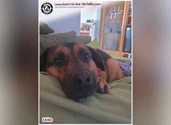 Hübscher Nuko sucht ein Zuhause für immer