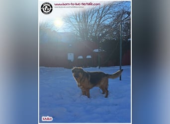 Hübscher Nuko sucht ein Zuhause für immer