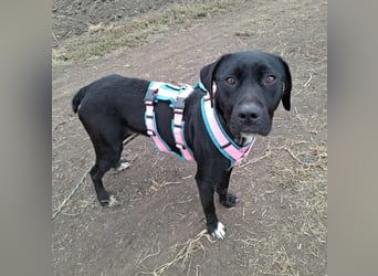 Bildhübsche Ronja sucht ein Zuhause für immer