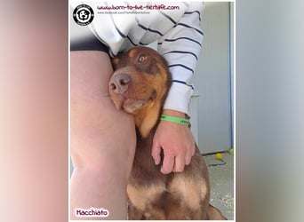 Hübscher Macchiato sucht ein Zuhause für immer