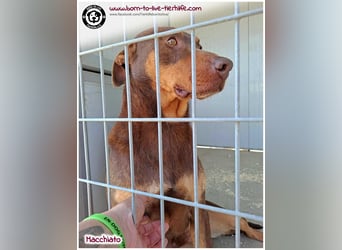 Hübscher Macchiato sucht ein Zuhause für immer