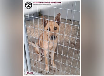 Traumhund Bruno auf der Suche nach einem Zuhause