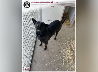 Hübsche Bibi sucht ein Zuhause für immer