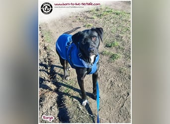 Bildhübsche Ronja sucht ein Zuhause für immer