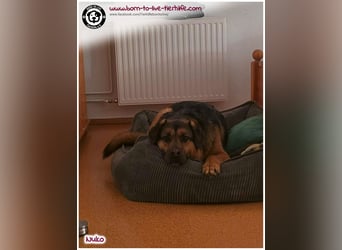 Hübscher Nuko sucht ein Zuhause für immer