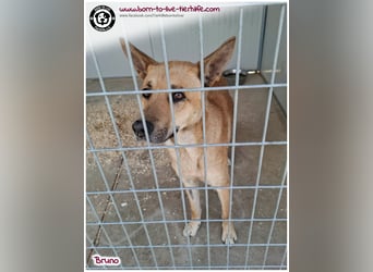Traumhund Bruno auf der Suche nach einem Zuhause