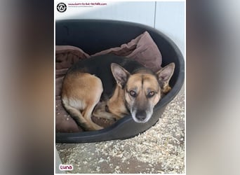 Bildhübsche Luna sucht ein Zuhause für immer