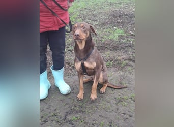 Hübscher Macchiato sucht ein Zuhause für immer