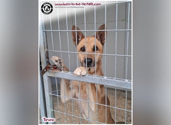 Traumhund Bruno auf der Suche nach einem Zuhause
