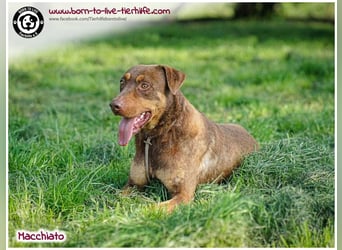 Hübscher Macchiato sucht ein Zuhause für immer