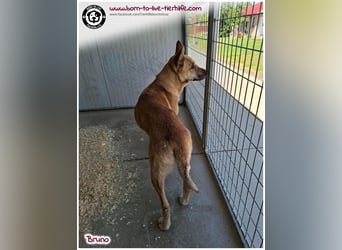 Traumhund Bruno auf der Suche nach einem Zuhause