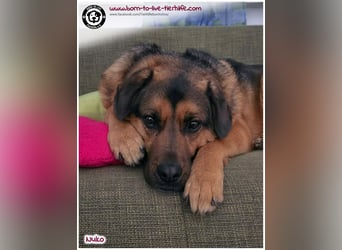 Hübscher Nuko sucht ein Zuhause für immer