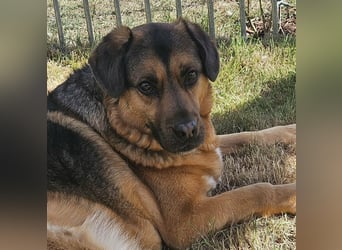 Hübscher Nuko sucht ein Zuhause für immer