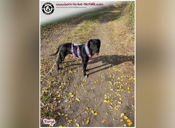 Bildhübsche Ronja sucht ein Zuhause für immer