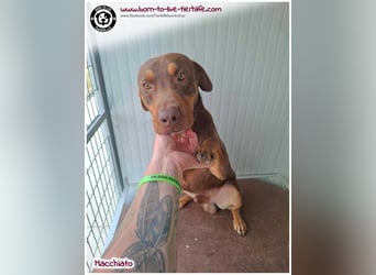 Hübscher Macchiato sucht ein Zuhause für immer