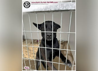 Hübsche Bibi sucht ein Zuhause für immer