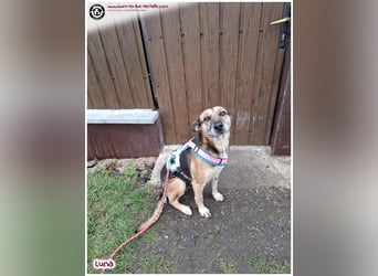 Bildhübsche Luna sucht ein Zuhause für immer