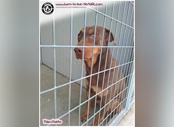 Hübscher Macchiato sucht ein Zuhause für immer