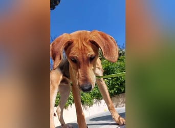 Tobi sucht ein Zuhause
