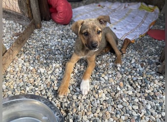 Scooby sucht ein Zuhause