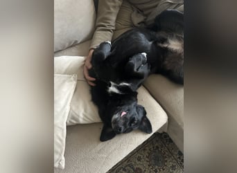 Liebevolles Zuhause für Suzi gesucht