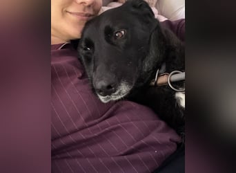 Liebevolles Zuhause für Suzi gesucht