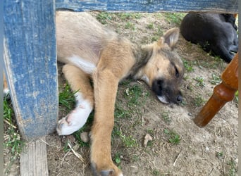 Scooby sucht ein Zuhause