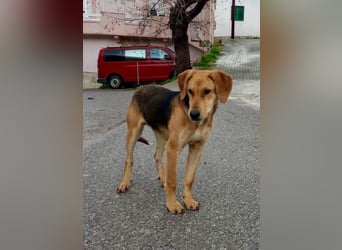 Tobi sucht ein Zuhause