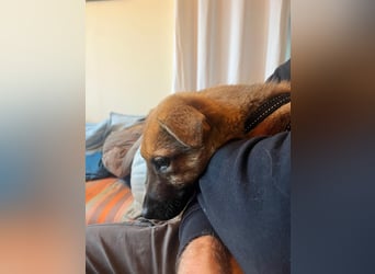 Aris sucht ein Zuhause