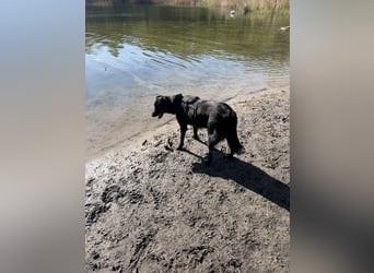 Liebevolles Zuhause für Suzi gesucht
