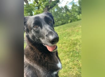 Liebevolles Zuhause für Suzi gesucht