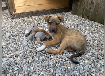 Scooby sucht ein Zuhause