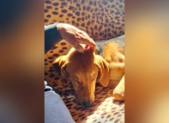 Tobi sucht ein Zuhause