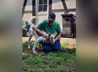 Luke- ein Kämpfer auf drei Beinen