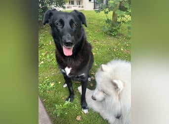 Liebevolles Zuhause für Suzi gesucht