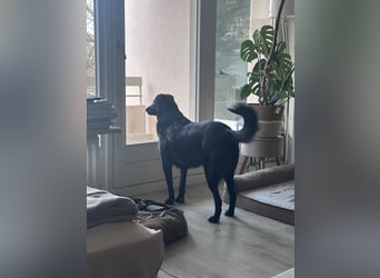 Liebevolles Zuhause für Suzi gesucht