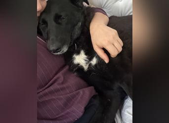 Liebevolles Zuhause für Suzi gesucht