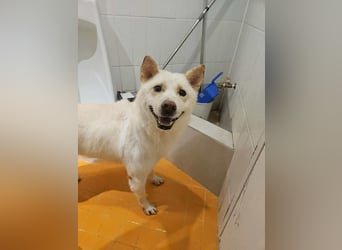 Schatz auf 4 Pfoten sucht warmes Körbchen, ist auf Pflegestelle in Deutschland