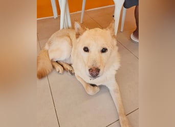 letzter Versuch für Cheo ein zu Hause zu finden, so traurig