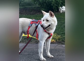 toller Begleiter sucht Dich, komm und besuch mich in Illesheim