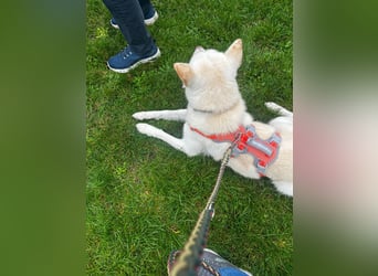 toller Begleiter sucht Dich, komm und besuch mich in Illesheim